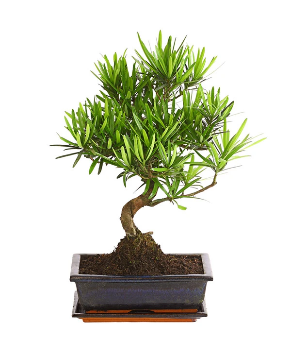 Bonsai Steineibe - Podocarpus Macrophylla 3 Bonsai Steineibe - Podocarpus Macrophylla
