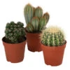 Kakteen-Set - Cactaceae, Verschiedene Sorten, 3-teilig -Ecopotos Geschaft 8561516 WE FS 001 Kakteen3 SetT12