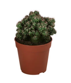 Kakteen-Set - Cactaceae, Verschiedene Sorten, 3-teilig -Ecopotos Geschaft 8561516 WE FS 003 Kakteen3 SetT12