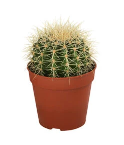 Kakteen-Set - Cactaceae, Verschiedene Sorten, 3-teilig -Ecopotos Geschaft 8561516 WE FS 004 Kakteen3 SetT12