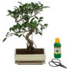 Bonsai Chinesischer Feigenbaum - Ficus Retusa, Anfänger-Set, 10 Jahre -Ecopotos Geschaft 8561573 WE FS 001 BonsSetFicusRetusa10JT25