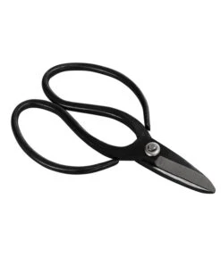 Bonsai Chinesischer Feigenbaum - Ficus Retusa, Anfänger-Set, 10 Jahre -Ecopotos Geschaft 8561573 WE FS 002 SchereSetBonsai