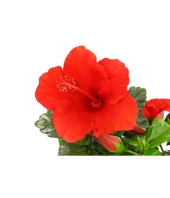 Zimmerhibiskus - Hibiscus Rosa-sinensis, Verschiedene Sorten 16 Zimmerhibiskus - Hibiscus Rosa-sinensis, Verschiedene Sorten -Ecopotos Geschaft 8595241 PR DE 001 HibiscusMixBuschT17DehnerExpressHerzig