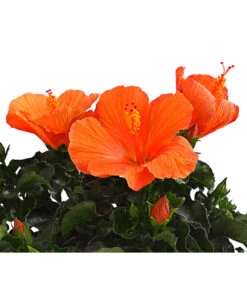 Zimmerhibiskus - Hibiscus Rosa-sinensis, Verschiedene Sorten 17 Zimmerhibiskus - Hibiscus Rosa-sinensis, Verschiedene Sorten -Ecopotos Geschaft 8595241 WE DE 001 HibiskusHibiscusBuschT17DehnerExpressHerzig