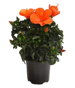 Zimmerhibiskus - Hibiscus Rosa-sinensis, Verschiedene Sorten 12 Zimmerhibiskus - Hibiscus Rosa-sinensis, Verschiedene Sorten -Ecopotos Geschaft 8595241 WE FS 001 HibiskusHibiscusBuschT17OWDehnerExpressHerzig