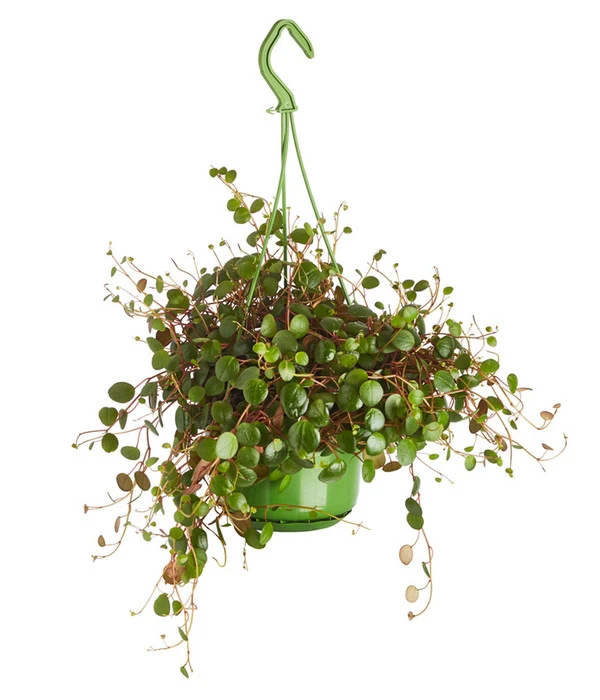 Peperomie - Peperomia Cultivars 'Pepperspot', Ampel 3 Peperomie - Peperomia Cultivars 'Pepperspot', Ampel