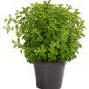 Bio Oregano 2 Bio Oregano -Ecopotos Geschaft 8610123 WE FS 001 OriganumVulgareOreganumT14DehnerExpressHerzig