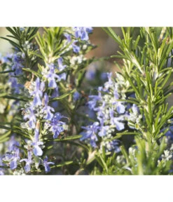 Bio Rosmarin 9 Bio Rosmarin -Ecopotos Geschaft 8610206 WE DE 001 RosmarinBluete