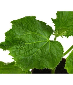 Bio Schlangengurke Im Pottburri®-Topf -Ecopotos Geschaft 8611287 WE DE 001 BioPBSchlangengurke