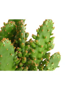 Feigenkaktus - Opuntia Indica, Verschiedene Sorten -Ecopotos Geschaft 8611469 PR DE 001 OpuntiaMixT11DehnerExpressHerzig