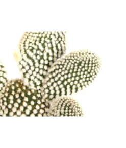 Feigenkaktus - Opuntia Indica, Verschiedene Sorten -Ecopotos Geschaft 8611469 PR DE 003 OpuntiaMixT11DehnerExpressHerzig