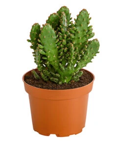 Feigenkaktus - Opuntia Indica, Verschiedene Sorten -Ecopotos Geschaft 8611469 PR FS 001 OpuntiaMixT11DehnerExpressHerzig