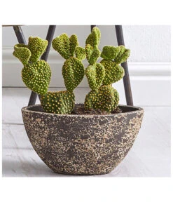 Feigenkaktus - Opuntia Indica, Verschiedene Sorten -Ecopotos Geschaft 8611469 WE MO 001 FeigenkaktusOpuntiaAusgeschnittenTU