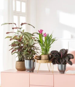 Korbmarante - Calathea 'Whitestar' -Ecopotos Geschaft 8614471 8217341 4450722 WE MO MatheaBellaIndischeSafranwurzKorbmaranteWhitestar