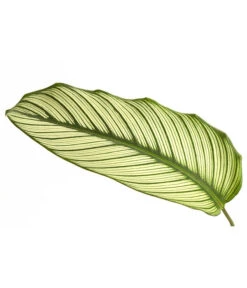 Korbmarante - Calathea 'Whitestar' -Ecopotos Geschaft 8614471 PR DE 001 CalatheaWhiteStarT19DehnerExpressHerzig