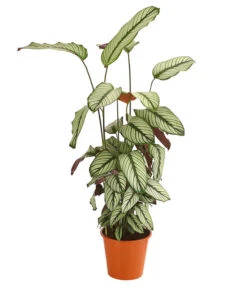 Korbmarante - Calathea 'Whitestar'