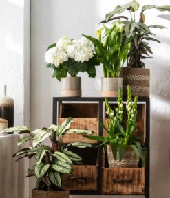 Korbmarante - Calathea 'Whitestar' -Ecopotos Geschaft 8614471 WE MO 001 CalatheaWhitestarT19