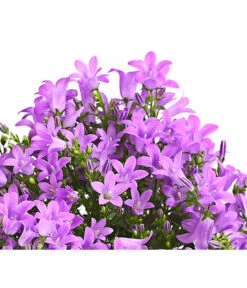 Polster-Glockenblume 'Ocean', 6er Schale 7 Polster-Glockenblume 'Ocean', 6er Schale -Ecopotos Geschaft 8618407 WE DE 001 GlockenblumeCampanulaBlau