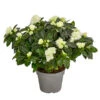 Zimmerazalee - Rhododendron Simsii 'Aiko White' 1 Zimmerazalee - Rhododendron Simsii 'Aiko White' -Ecopotos Geschaft 8627267 PR FS 001 AzaleeAzaleaAikoWhiteT14DehnerExpressHerzig
