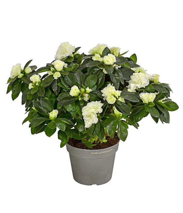 Zimmerazalee - Rhododendron Simsii 'Aiko White' 3 Zimmerazalee - Rhododendron Simsii 'Aiko White'