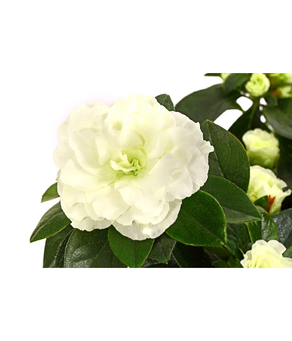 Zimmerazalee - Rhododendron Simsii 'Aiko White' 4 Zimmerazalee - Rhododendron Simsii 'Aiko White' – Bild 2