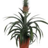 Ananaspflanze - Ananas Comosus -Ecopotos Geschaft 8627960 WE FS 001 AnanasT13