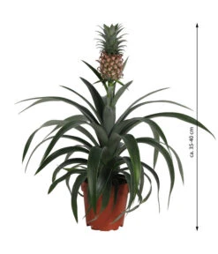 Ananaspflanze - Ananas Comosus -Ecopotos Geschaft 8627960 WE FS 003 Ananaspflanze