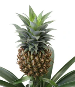 Ananaspflanze - Ananas Comosus, In Keramik 9 Ananaspflanze - Ananas Comosus, In Keramik -Ecopotos Geschaft 8627978 WE DE 001 AnanaspflanzeInKeramik