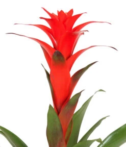 Guzmanie - Guzmania Calypso, In Keramik -Ecopotos Geschaft 8628018 WE DE 001 GuzmaniaCalypsoInKeramik