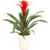 Guzmanie - Guzmania Calypso, In Keramik 1 Guzmanie - Guzmania Calypso, In Keramik -Ecopotos Geschaft 8628018 WE FS 001 GuzmaniaCalypsoInKeramikT13