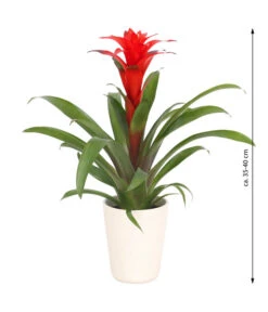 Guzmanie - Guzmania Calypso, In Keramik -Ecopotos Geschaft 8628018 WE FS 003 GuzmaniaCalypsoInKeramik