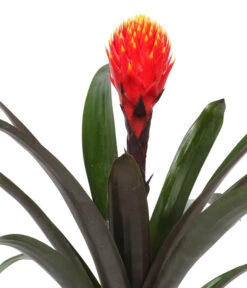 Guzmanie - Guzmania 'Tala', In Keramik -Ecopotos Geschaft 8628034 WE DE 001 GuzmaniaTalaInKeramik