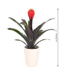 Guzmanie - Guzmania 'Tala', In Keramik -Ecopotos Geschaft 8628034 WE FS 003 GuzmaniaTalaInKeramik