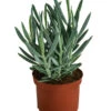 Greiskraut - Senecio Talinoides 'Aquarine Mount Everest®' -Ecopotos Geschaft 8634156 WE FS 001 SenecioMountEverestT12