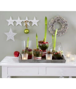 Amaryllis - Hippeastrum-Hybride -Ecopotos Geschaft 8646994 8700809 WE MO 001 Amaryllis 009