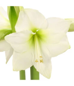 Amaryllis - Hippeastrum-Hybride -Ecopotos Geschaft 8646994 WE DE 001 AmaryllisRittersternHippeastrum1TrWeissHerzig