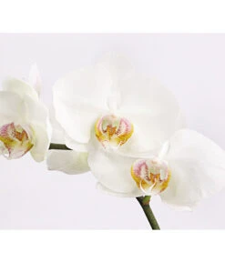 Schmetterlingsorchidee - Phalaenopsis Cultivars 'Crossing' -Ecopotos Geschaft 8649964 we DE 004 SchmetterlingsorchideePhalaenopsis1TrieberT12DehnerExpressHerzig