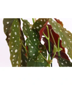 Polka-Dot Begonie - Begonia Maculata -Ecopotos Geschaft 8651291 PR DE 001 BegonieMaculataT12DehnerExpressHerzig