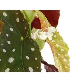 Polka-Dot Begonie - Begonia Maculata -Ecopotos Geschaft 8651291 PR DE 002 BegonieMaculataT12DehnerExpressHerzig