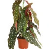 Polka-Dot Begonie - Begonia Maculata -Ecopotos Geschaft 8651291 PR FS 001 BegonieMaculataT12DehnerExpressHerzig