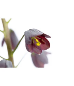 Persische Kaiserkrone -Ecopotos Geschaft 8664708 PR DE 001 KaiserkroneFritillariaPersicaT19DehnerExpressZS