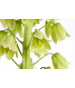 Persische Kaiserkrone -Ecopotos Geschaft 8664708 PR DE 002 KaiserkroneFritillariaPersicaT19DehnerExpressZS