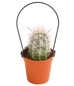 Mini Kakteen Am Bügel, Verschiedene Sorten 11 Mini Kakteen Am Bügel, Verschiedene Sorten -Ecopotos Geschaft 8670481 PR FS 001 KakteenMiniAmBuegelT5DehnerExpressHerzig