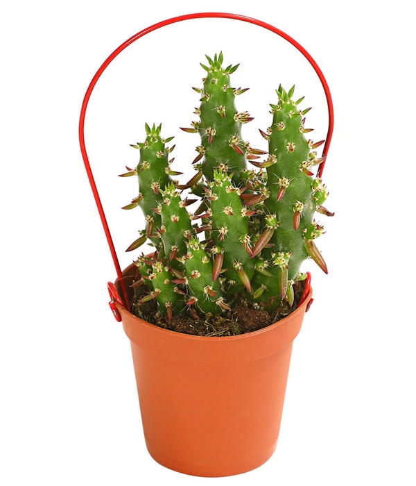 Mini Kakteen Am Bügel, Verschiedene Sorten 4 Mini Kakteen Am Bügel, Verschiedene Sorten – Bild 2