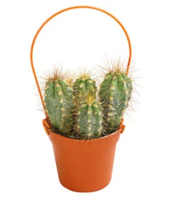 Mini Kakteen Am Bügel, Verschiedene Sorten 9 Mini Kakteen Am Bügel, Verschiedene Sorten -Ecopotos Geschaft 8670481 PR FS 003 KakteenMiniAmBuegelT5DehnerExpressHerzig