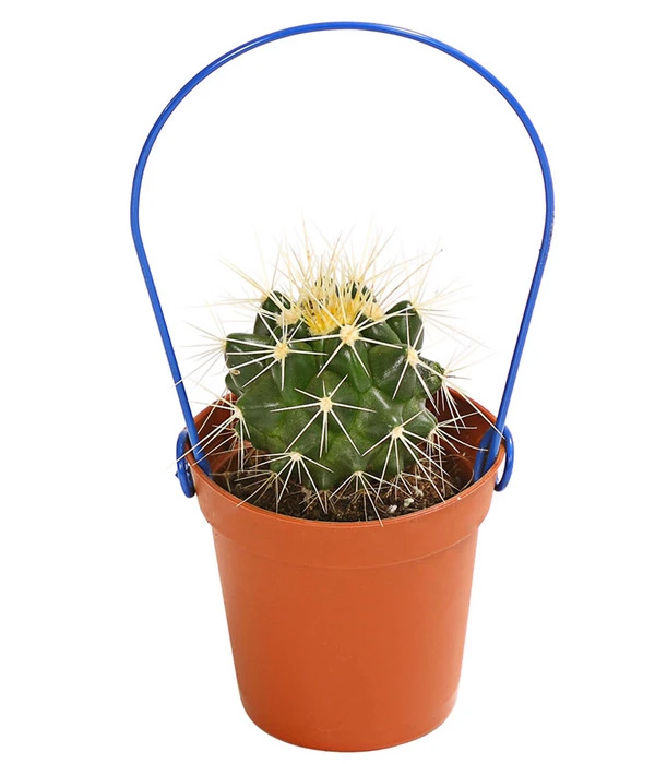 Mini Kakteen Am Bügel, Verschiedene Sorten 6 Mini Kakteen Am Bügel, Verschiedene Sorten – Bild 4