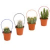 Mini Kakteen Am Bügel, Verschiedene Sorten 1 Mini Kakteen Am Bügel, Verschiedene Sorten -Ecopotos Geschaft 8670481 PR FS 005 KakteenMiniAmBuegelT5DehnerExpressHerzig