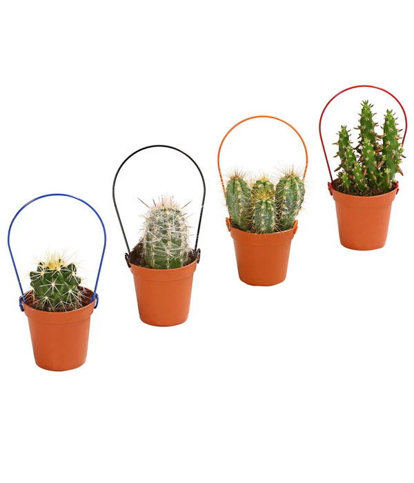 Mini Kakteen Am Bügel, Verschiedene Sorten 3 Mini Kakteen Am Bügel, Verschiedene Sorten