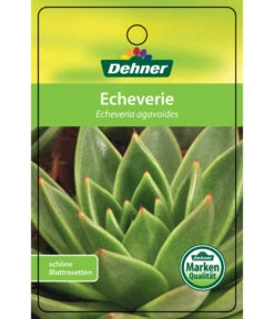 Echeverie - Echeveria Agavoides -Ecopotos Geschaft 8672636 Echeveriaagavoides 22022017 1
