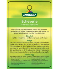 Echeverie - Echeveria Agavoides -Ecopotos Geschaft 8672636 Echeveriaagavoides 22022017 2